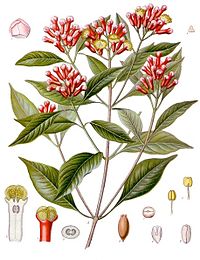 200px-Syzygium_aromaticum_-_Köhler–s_Medizinal-Pflanzen-030